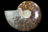 Polished, Agatized Ammonite (Cleoniceras) - Madagascar #76095-1